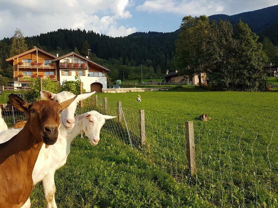 Villa Agritur Maso Piasina Teser im Fleimtal Exterior foto