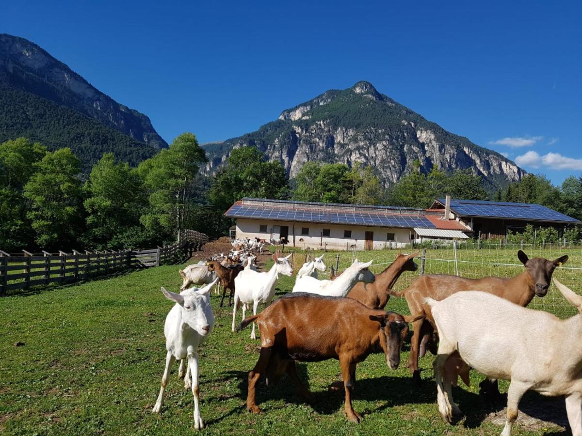 Villa Agritur Maso Piasina Teser im Fleimtal Exterior foto